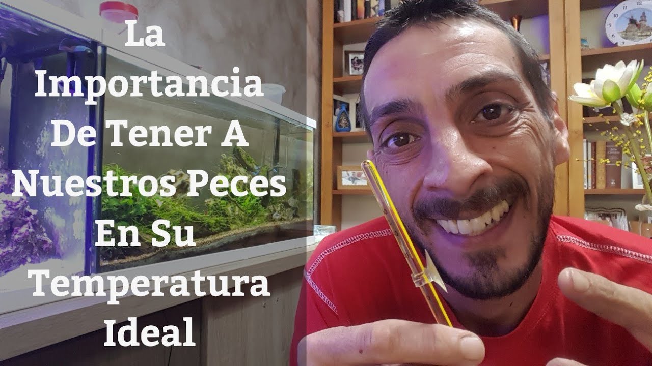 🔵 La Importancia De Tener Una  Temperatura Ideal Para Nuestros Peces (Acuarios MB)