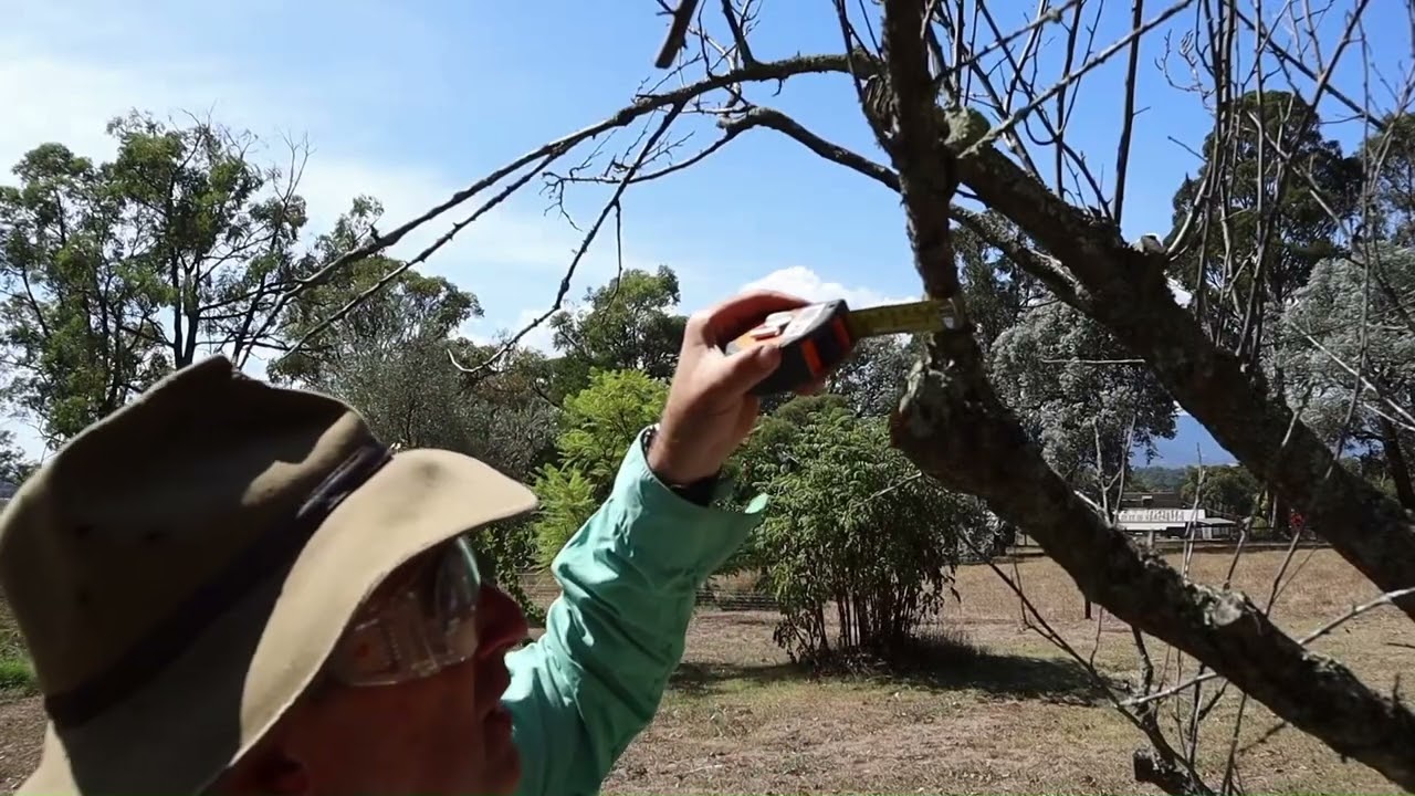 Can Prunarbo E50 Electric Secateurs stand up to the challenge? #prunarbo #nature #pruning
