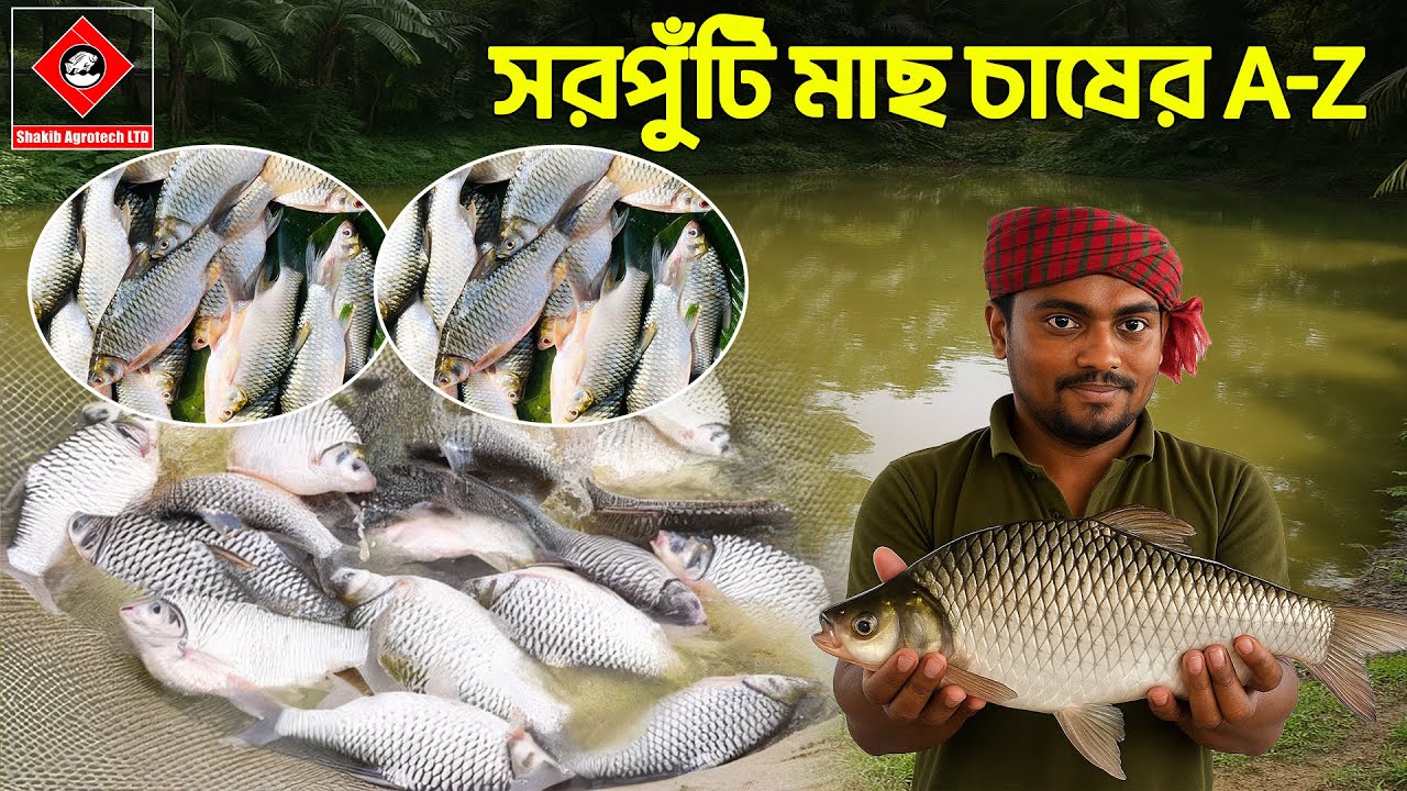 সরপুঁটি মাছ চাষের A-Z || Shakib Agro | থাই সরপুঁটি মাছ চাষ || রাজপুঁটি মাছ চাষ || চায়নাপুঁটি মাছ চাষ