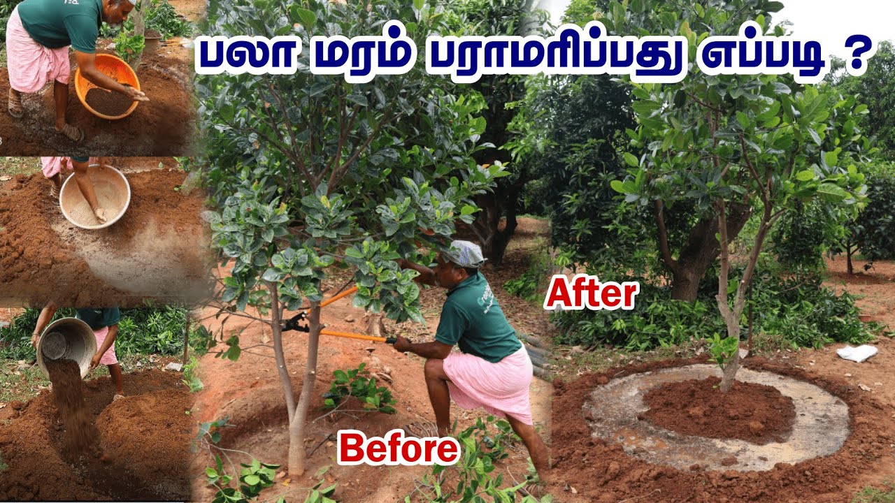Why Farmers Prune Trees in ஆடி மாதம்? 🌿 Pruning Techniques for Healthy Trees & High Yield Fruits