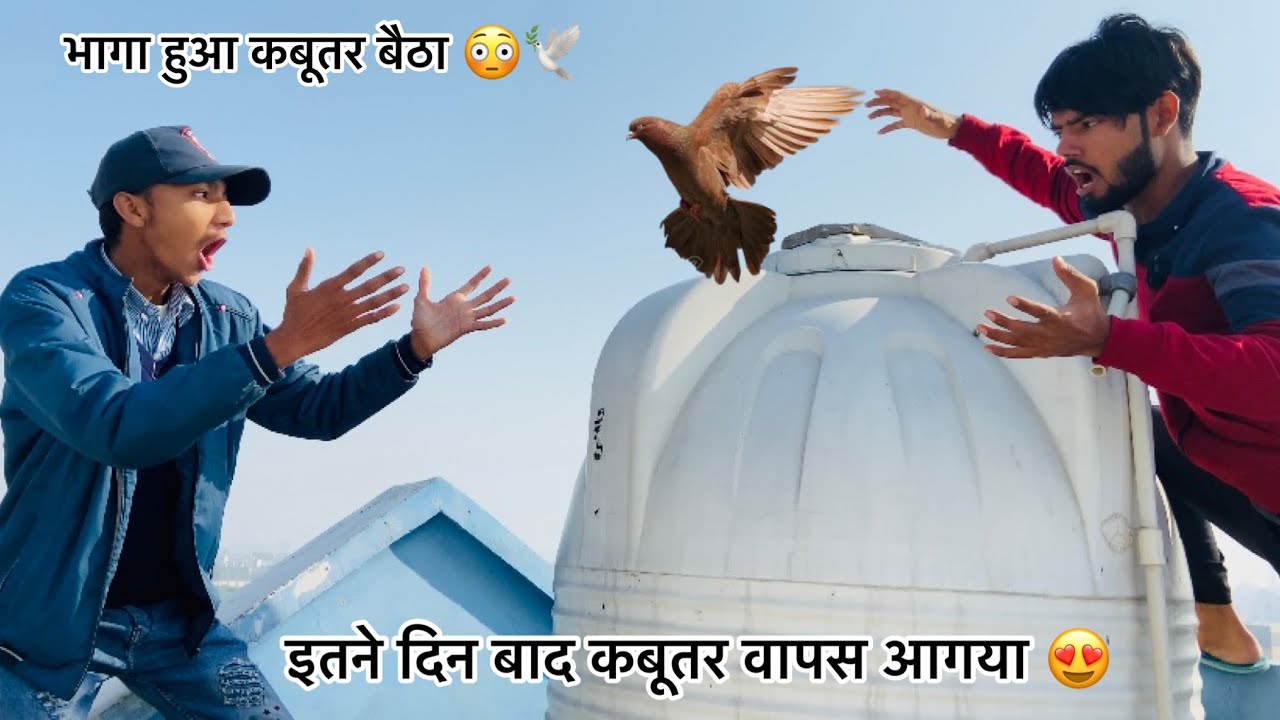 7 दिन बाद भाग कर आया कबूतर 😍!! Village se bhag kar aaya kabutar 🕊🐦 !! पकड़ना पड़ेगा