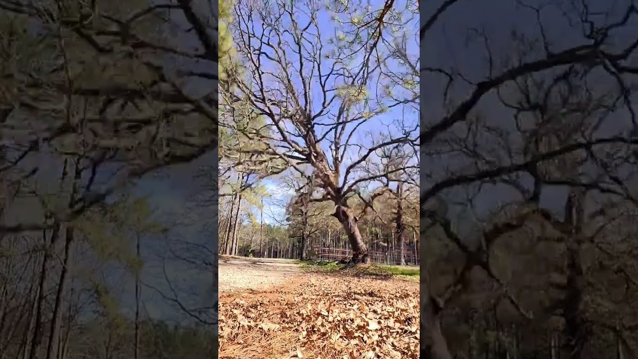Cutting a dead oak with dangerous cracked branches #dangerous #treework #stihl #trees #chainsaw