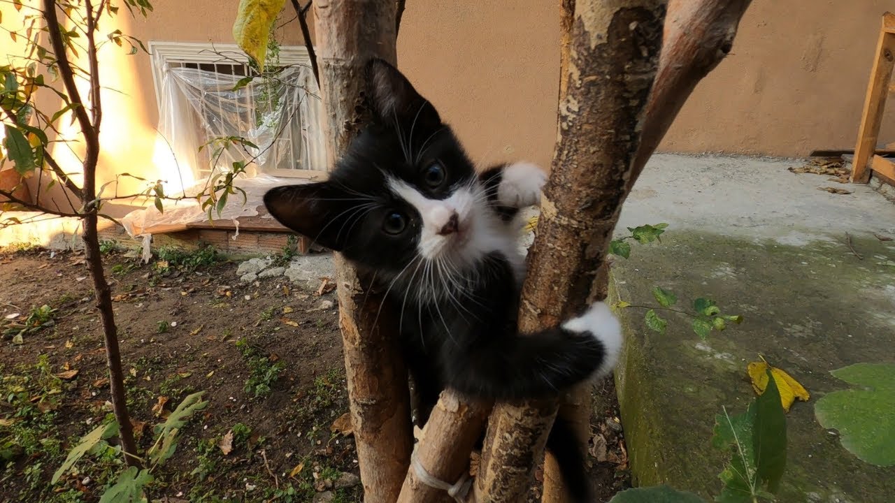 Kitten Imitates Mother Cat's Climbing Skills