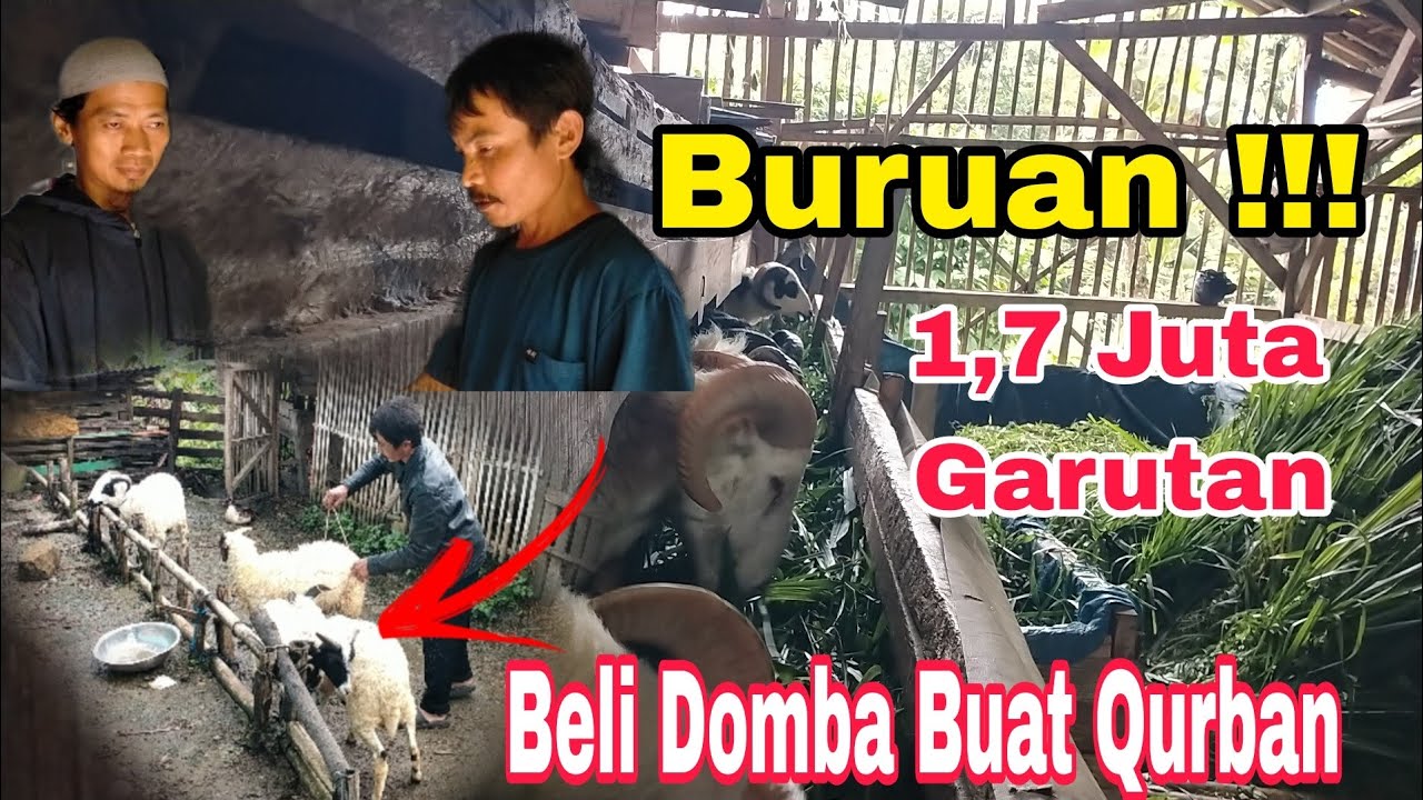 Benarkah Harga Turun ? Buruan !!! Borong Sebelum Domba Naik Jelang Idul Adha #domba 082219370379
