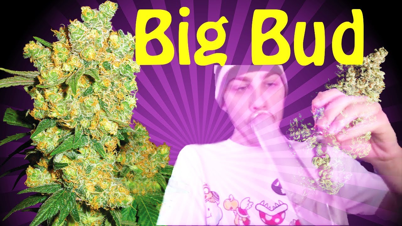 Big Bud Strain Review