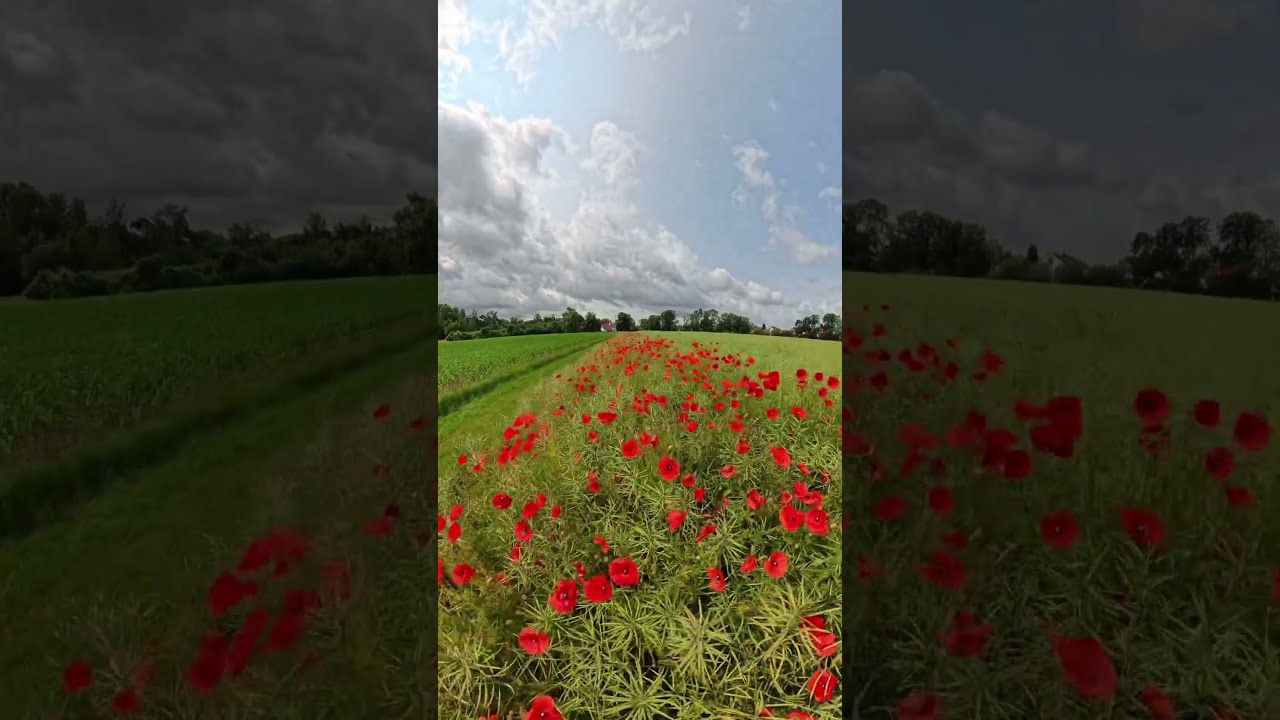 Mohnblumen Feld Insta360 X5