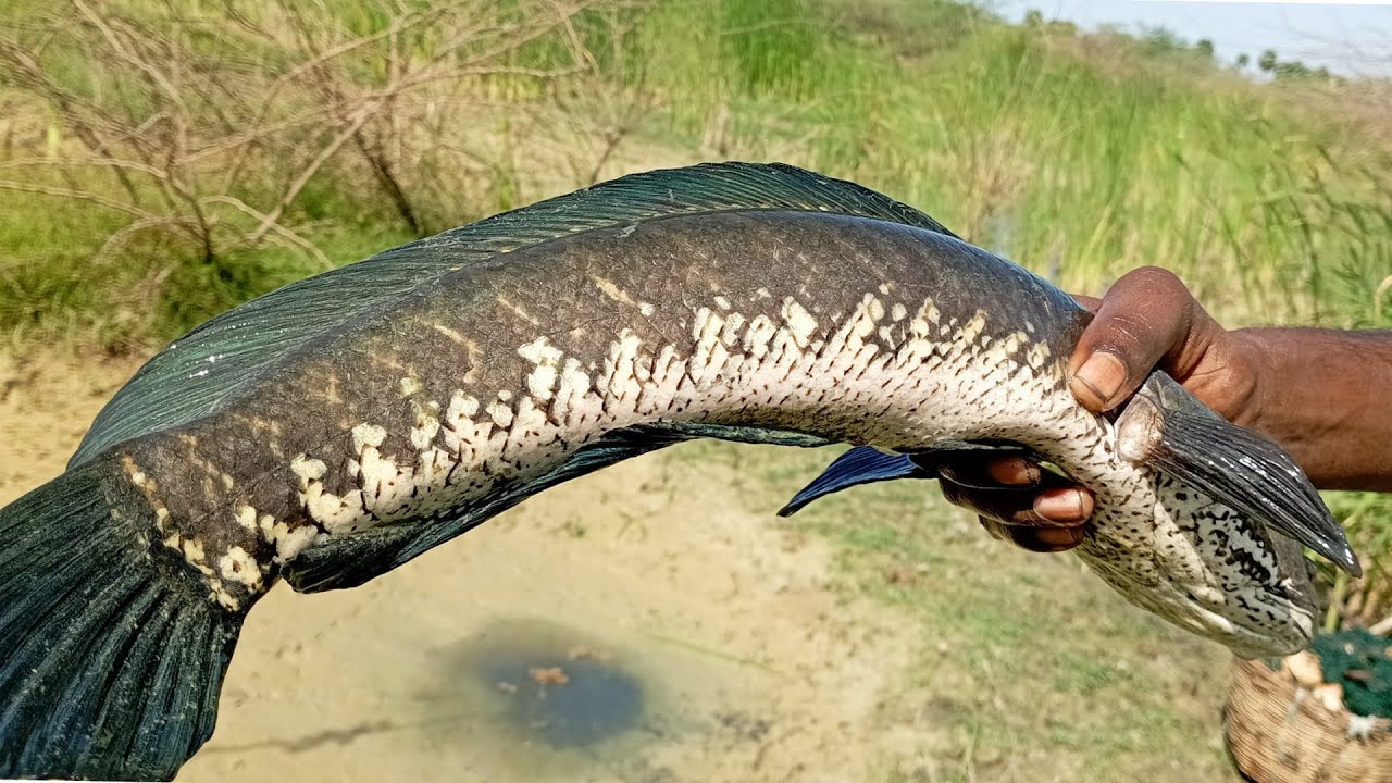 Snakehead  Fish Three Hunting Net | Viraal Meen Vettai