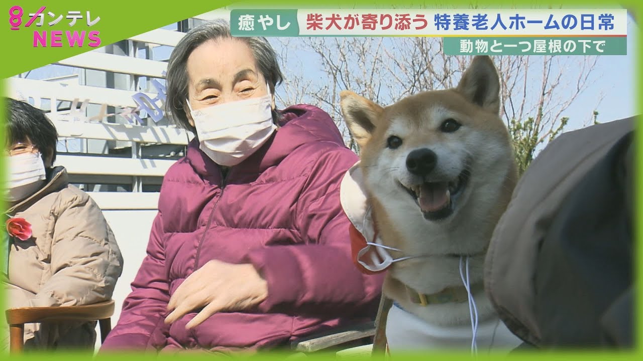人と動物が一つ屋根の下で暮らす「終の棲家」…柴犬が寄り添う高齢者施設の日常【報道ランナー】