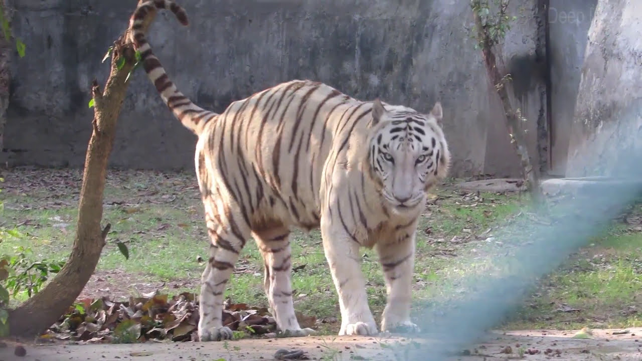 White Tiger Peeing On A Tree | Alipore Zoo | Part - 5