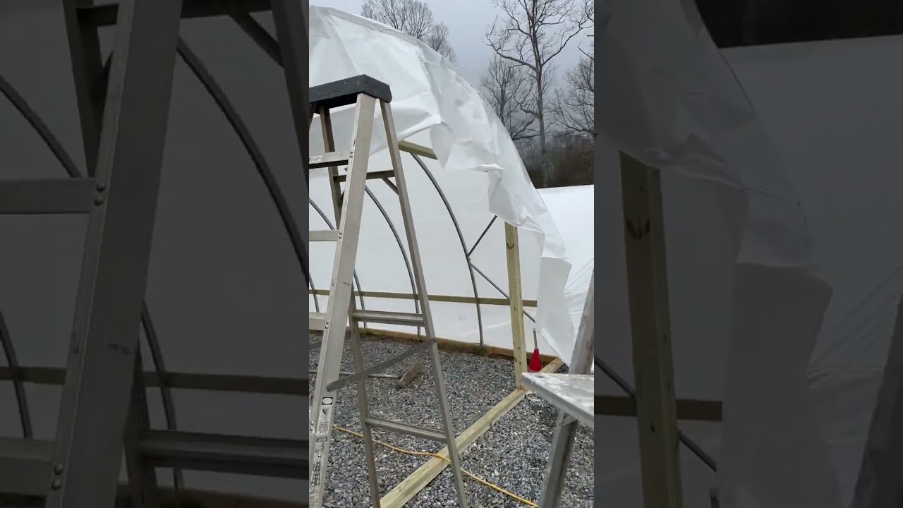 Need cool trees? We got you covered! MrMaple.com #japanesemaple #greenhouse #nursery #mrmaple