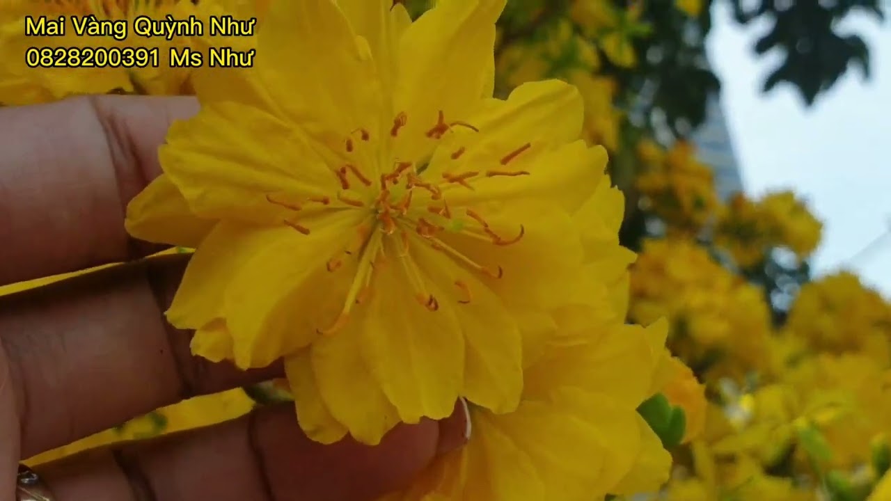C&acirc;y Mai Đại Lộc C&oacute; Th&acirc;n Thế Đẹp Tr&ecirc;n Đường T&ecirc;n Lửa.