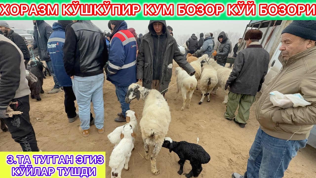ХОРАЗМ КЎШКЎПИР КУМ БОЗОР КЎЙ БОЗОРИ   3.ТА ТУГГАН ЭГИЗ КЎЙЛАР ТУШДИ 11-январь 2026 г.