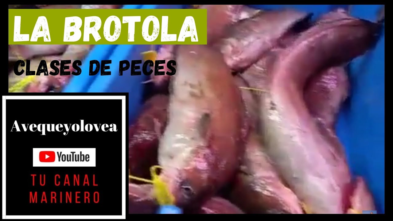 La brótola
