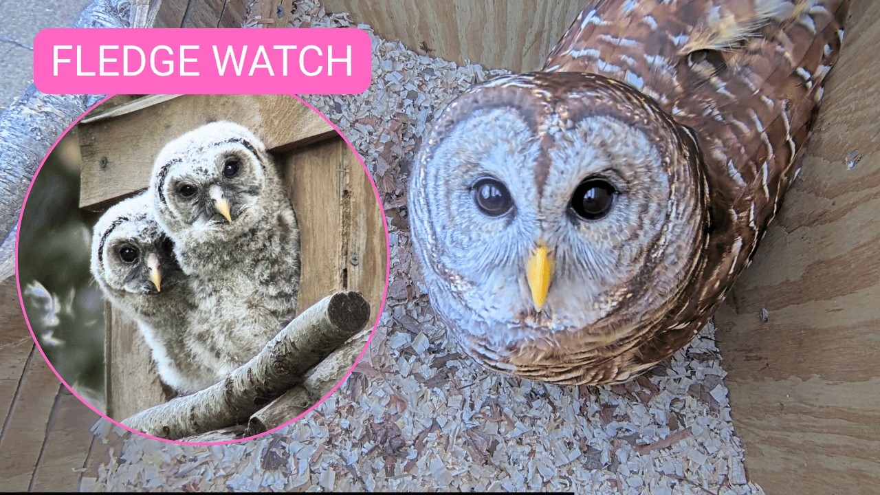 Barred Owl Nesting Box | Live Stream | Owl Cam