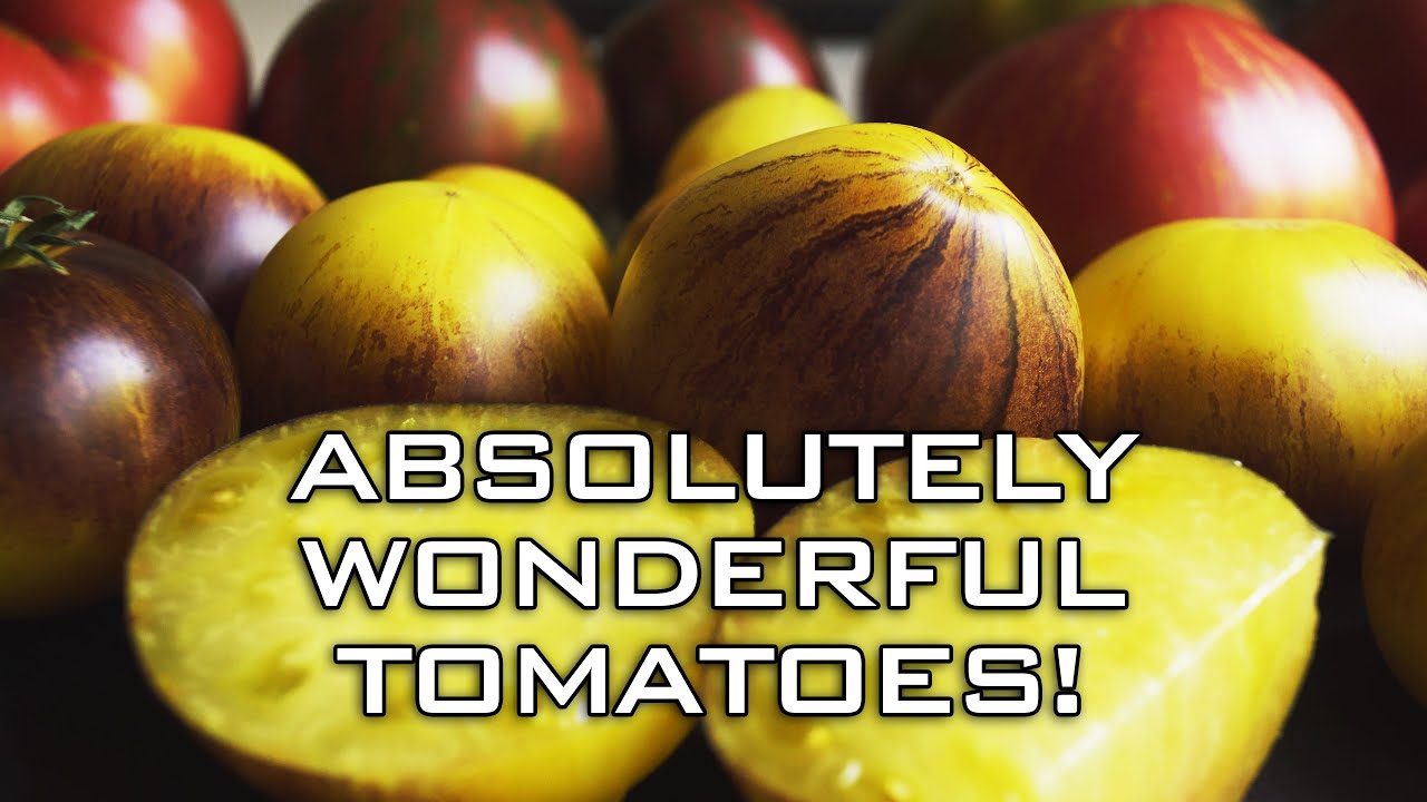 THE TOMATO THAT BLEW ME AWAY!!!  THE NEW STARFIGHTER FROM THE 