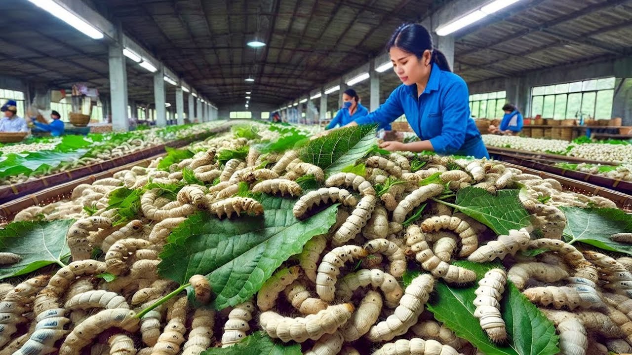 How Silkworm Farms Make MILLIONS | Chinese HIGH Quality Silk Farms