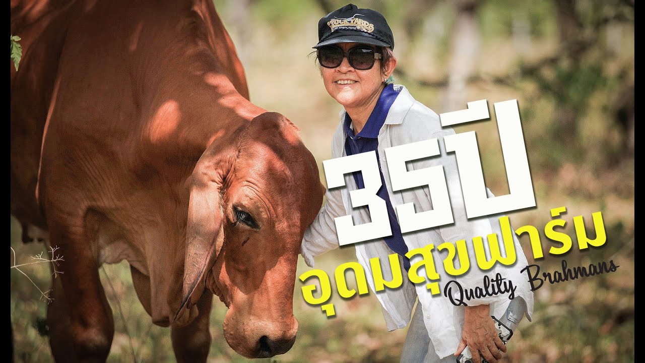 35 ปีกับการพัฒนาบราห์มันพันธุ์แท้บนพื้นที่ 1,800 ไร่ ของอุดมสุขฟาร์ม อ.ทับสะแก จ.ประจวบคีรีขันธ์