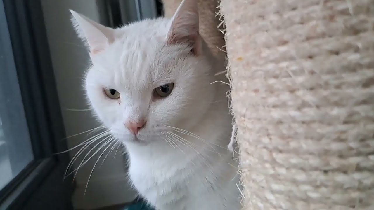 Throwback to Snowkin and his winter whiskers of wisdom