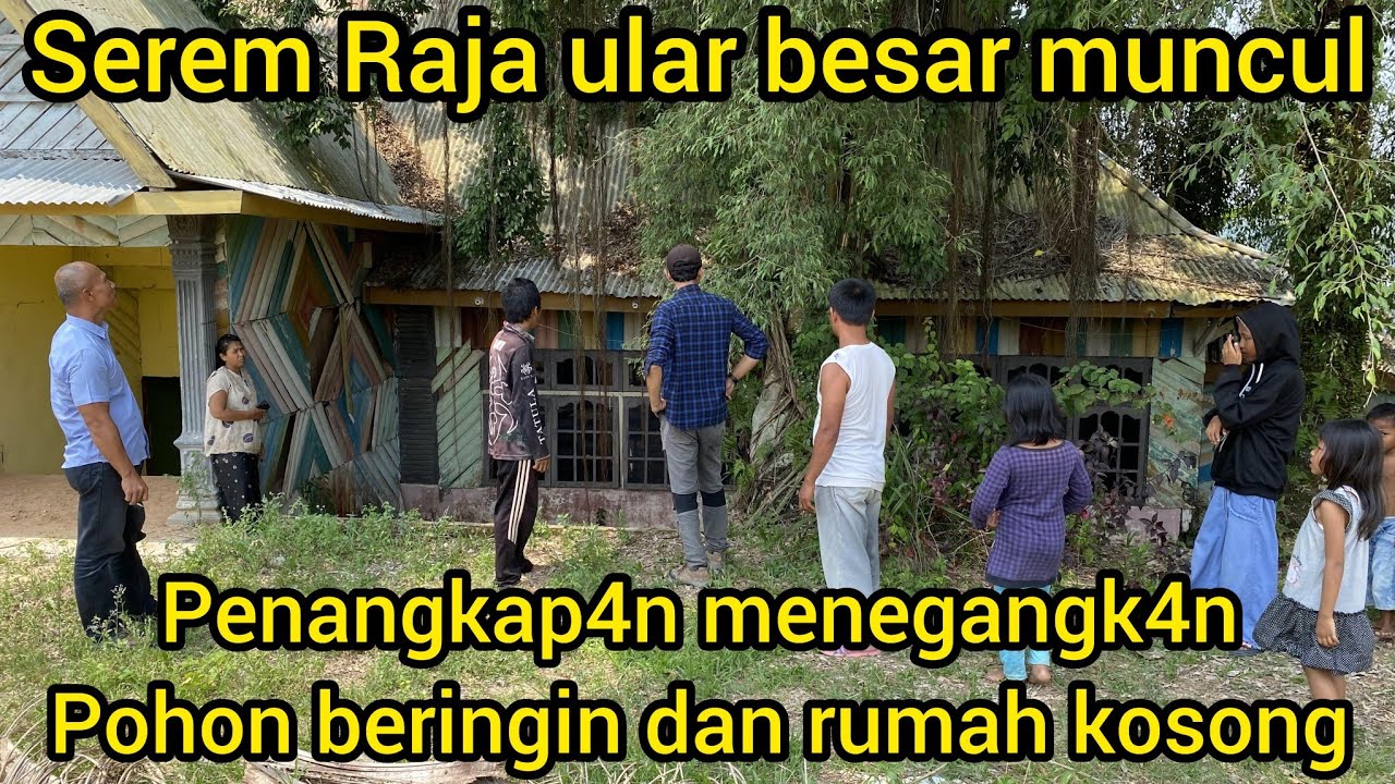 PENANGKAP4N RAJA ULAR BESAR DI DALAM RUMAH KOSONG DEKAT POHON BERINGIN,BUSET GEDE BANGET
