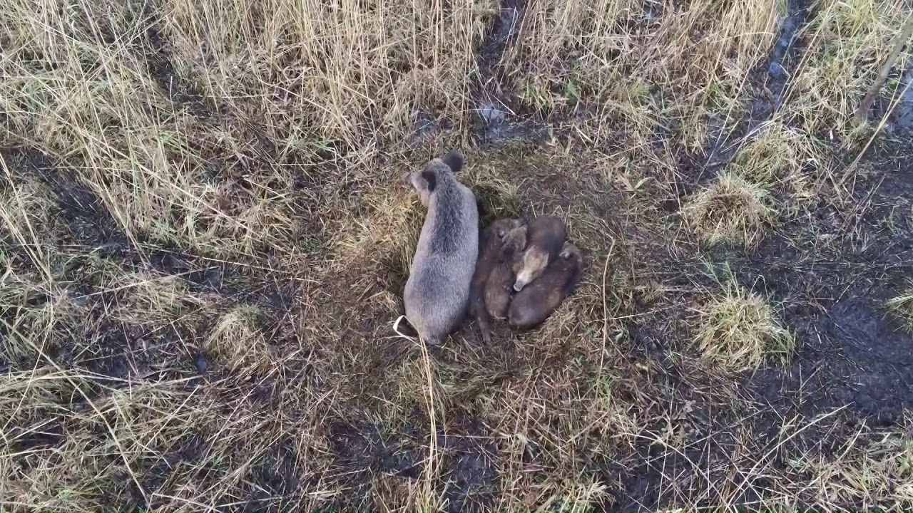 Schwarzwild am Tag was macht das Schwarzwild am Tag Wildschwein am Tag Frischlinge Kessel mit Bache