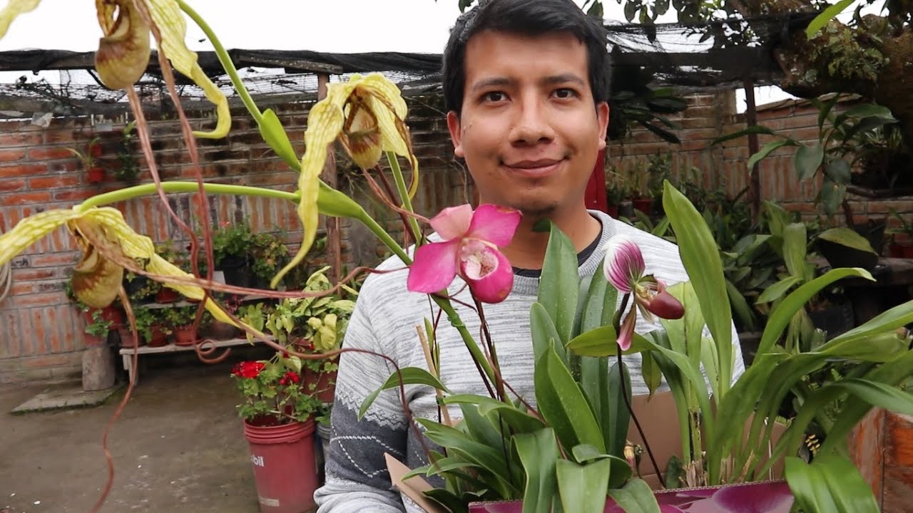 Mis Nuevas Orquídeas Zapatito