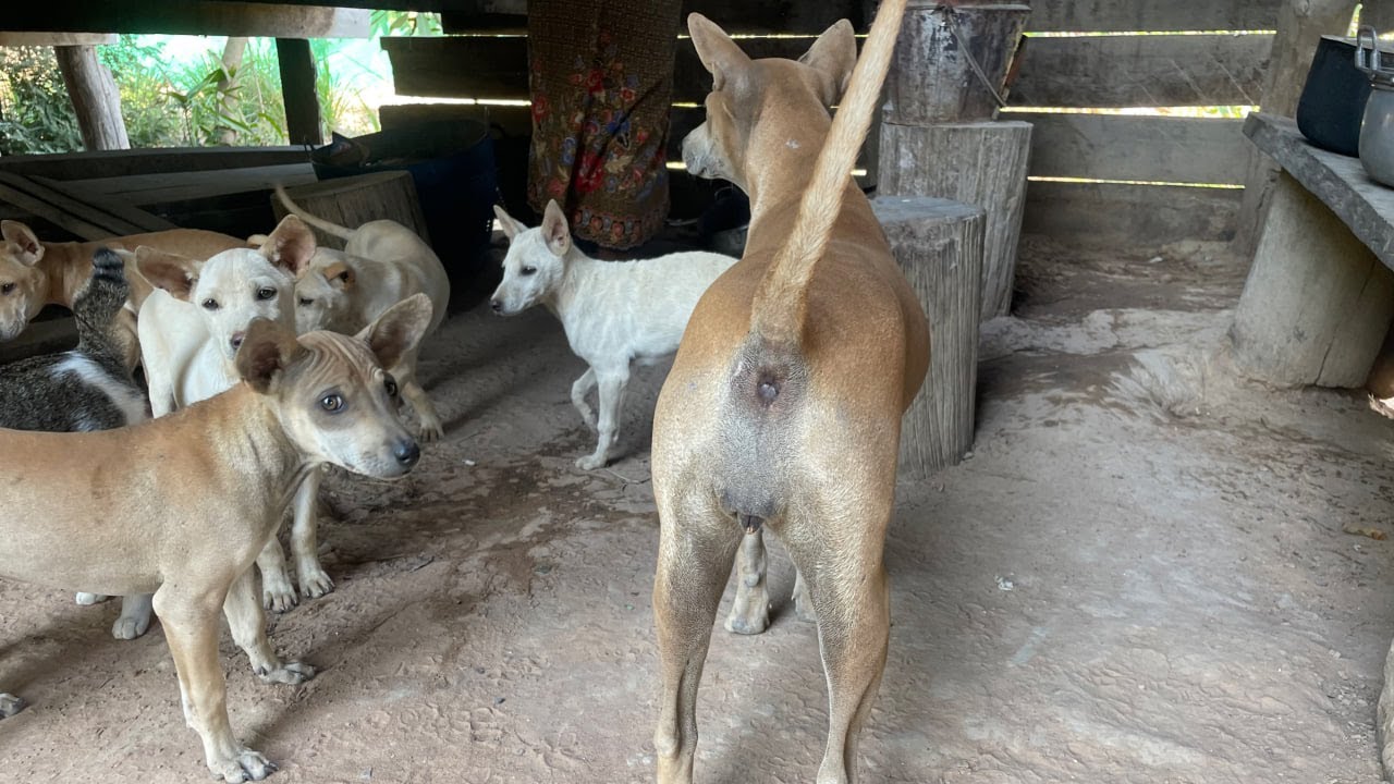 A smile of puppies and mother dog