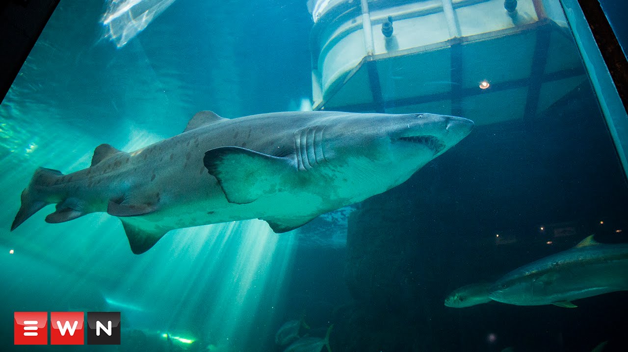 Watch sharks being removed from the Two Oceans Aquarium
