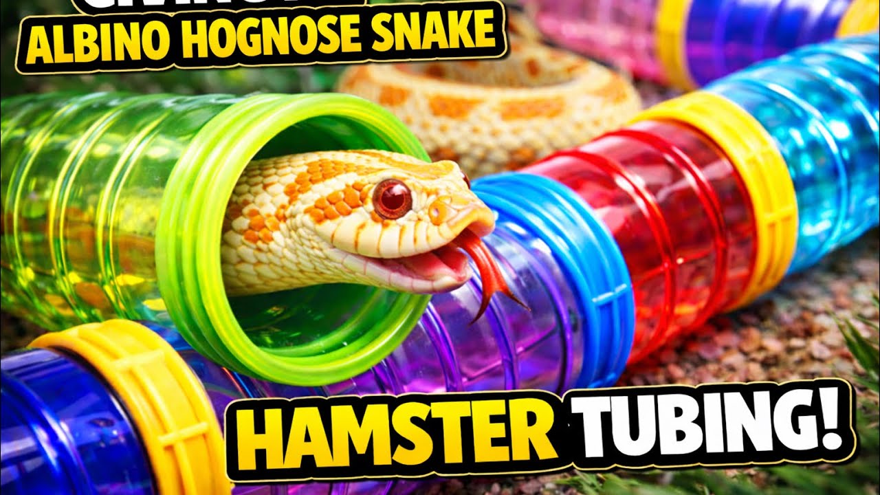 Giving My Hognose Snake Hamster Tubing