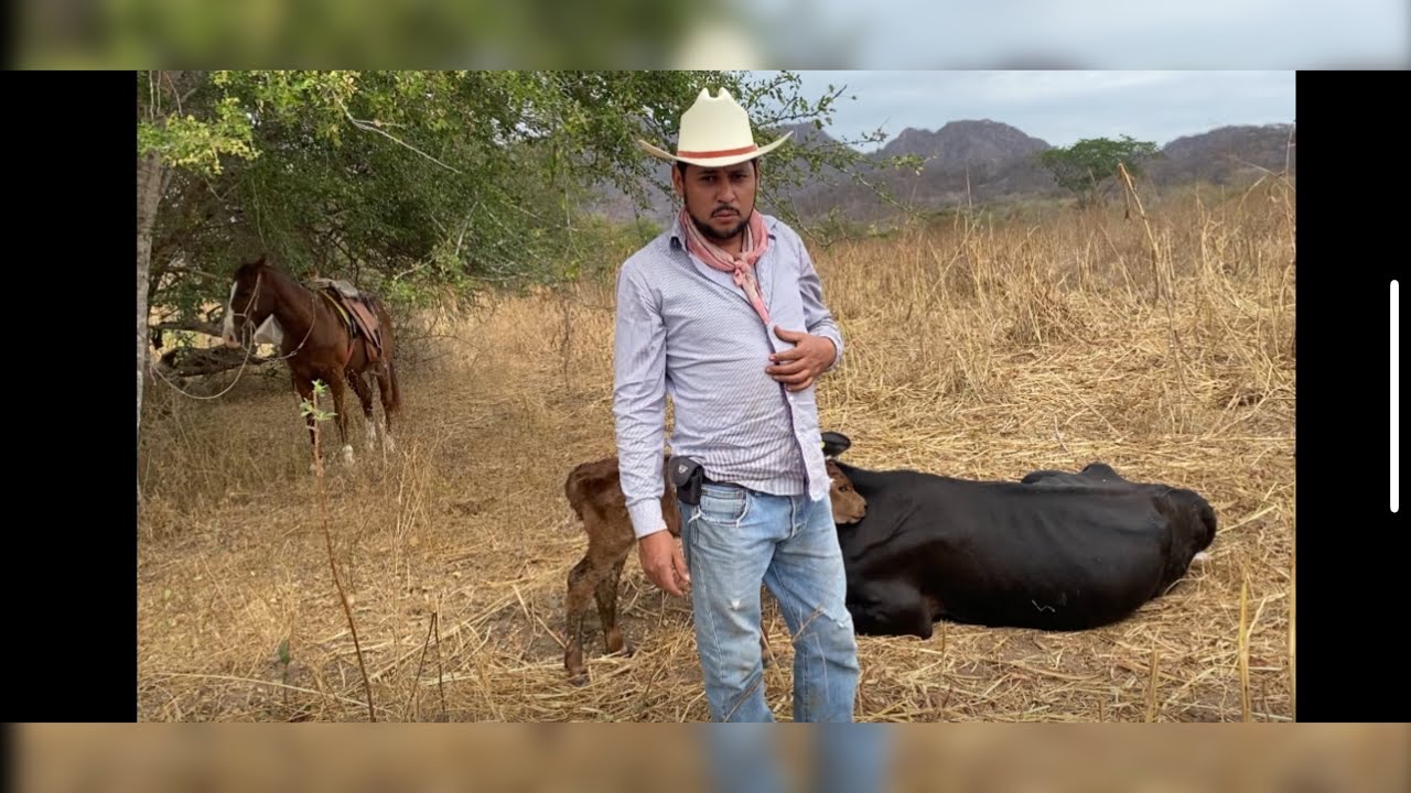 Miren lo que le sucedió ala vaquilla 🐮 (La huérfana)