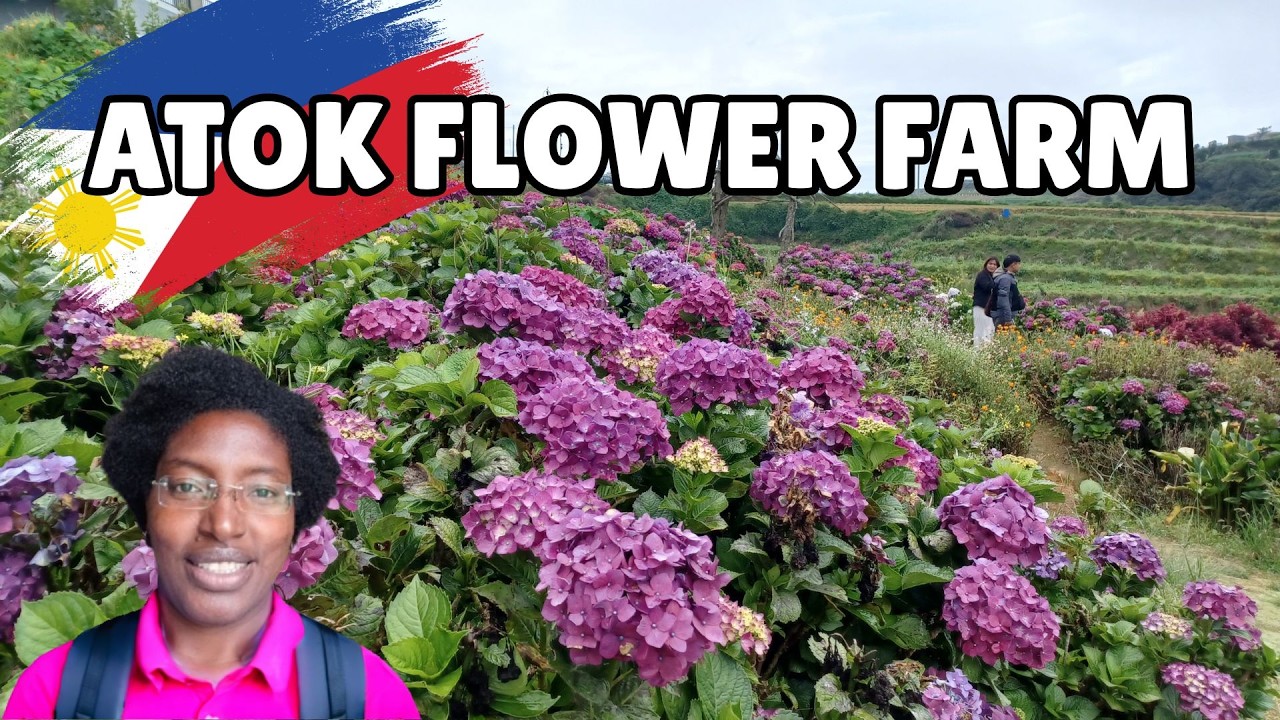 Northern Blossom Flower Farm | Must-Visit Garden in Atok, Benguet 🌸