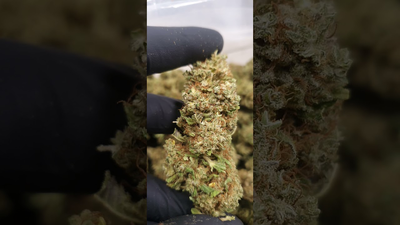 Fleur de CBD Mojo Mango I Gorilla - Jungle