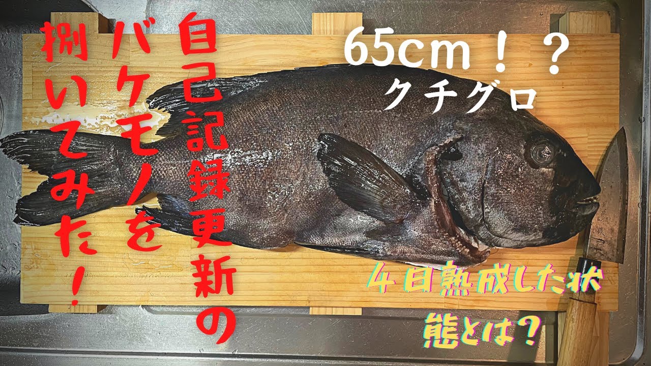 ”65cm”の石鯛（クチグロ）を捌いてみた！四日熟成された身の状態がこちら！食欲が止まらない