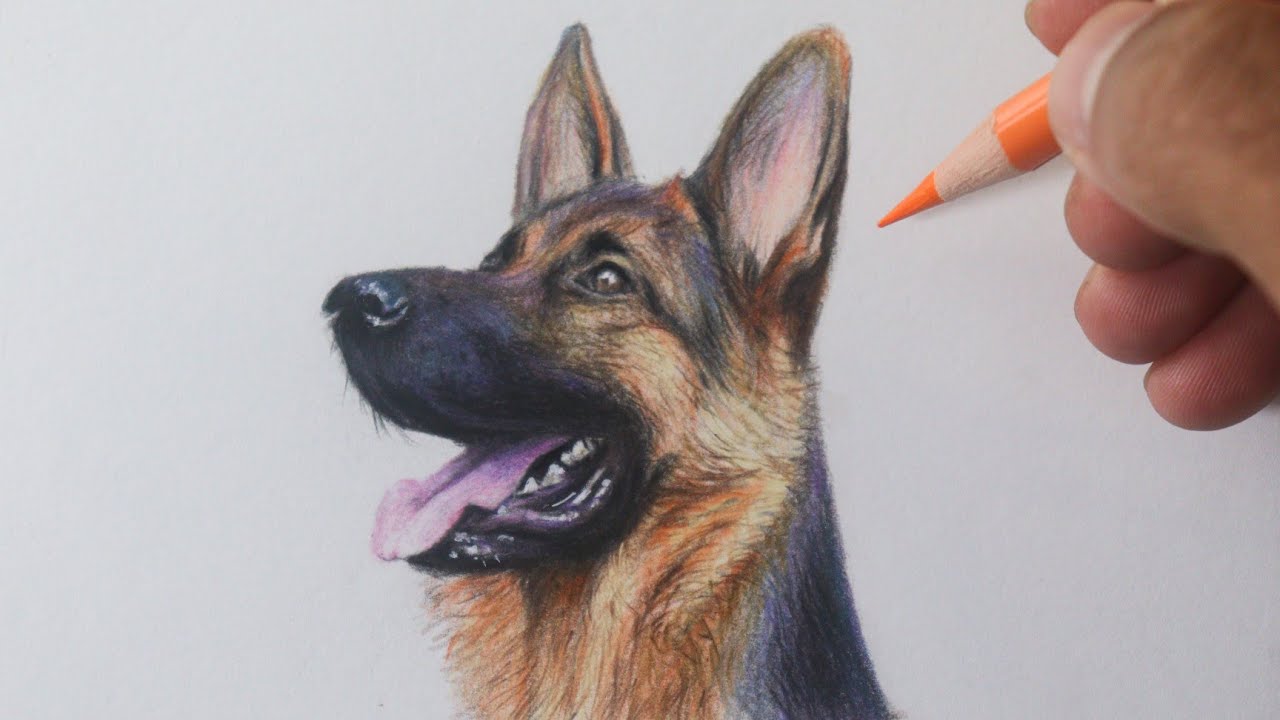Como desenhar um cachorro Pastor Alemão PASSO A PASSO narrado