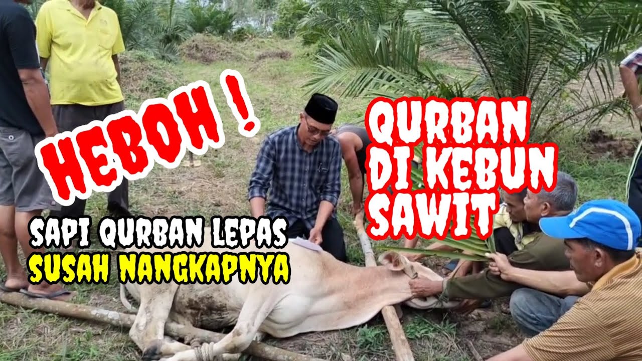 Heboh! Sapi Kurban Lepas, Akhirnya BerKurban di Kebun Sawit, Warga dibikin susah Nangkapnya