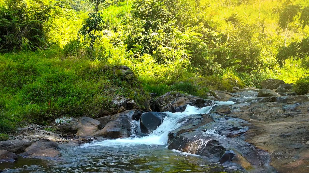 Peaceful Forest Sounds, Flowing Water and Birds for Stress Relief & Insomnia