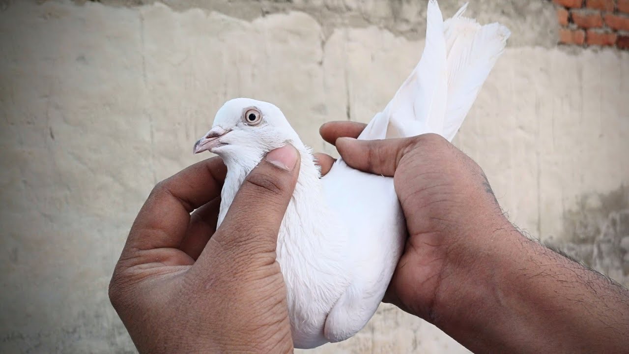 🔥🔥For Sale 15 Kabootar | Mob:-8544852583 | Price:- 800rs |👉All over India delivery available