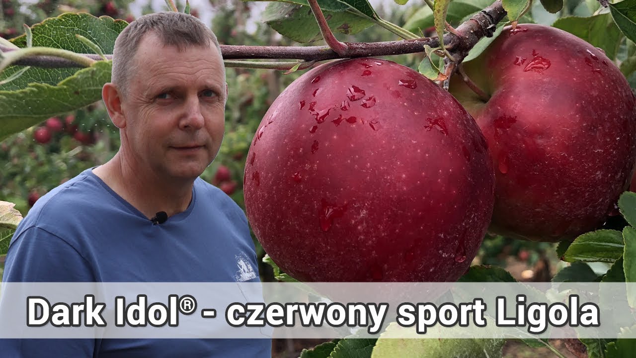 Dark Idol® - czerwony sport odmiany Ligol