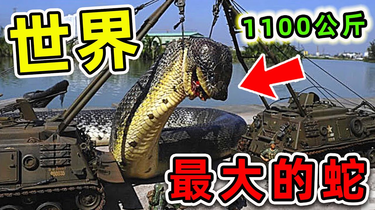 全世界最大的10條超級巨蛇！第一名重量超過1100公斤，把鱷魚當做食物吃。|#世界之最top #世界之最 #出類拔萃 #腦洞大開 #top10 #最大的蛇