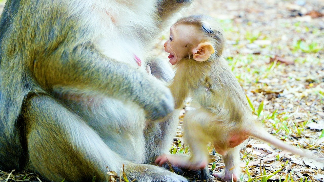 Adorable Baby Monkey Boris Routine | Baby Seem Not Yet Recovery Well And Need Heal From Momma