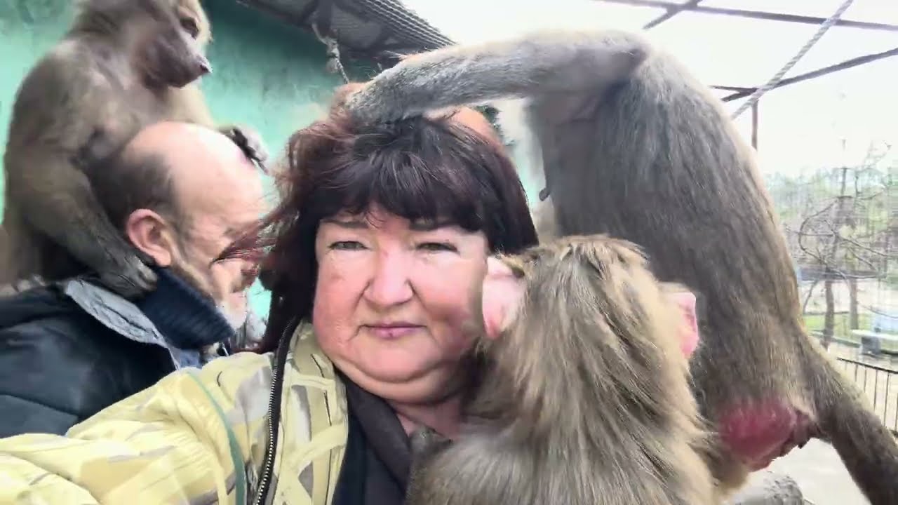 ЭТО СЛУЧИЛОСЬ! Анфиса вливается в стаю гамадрил😂😂😂