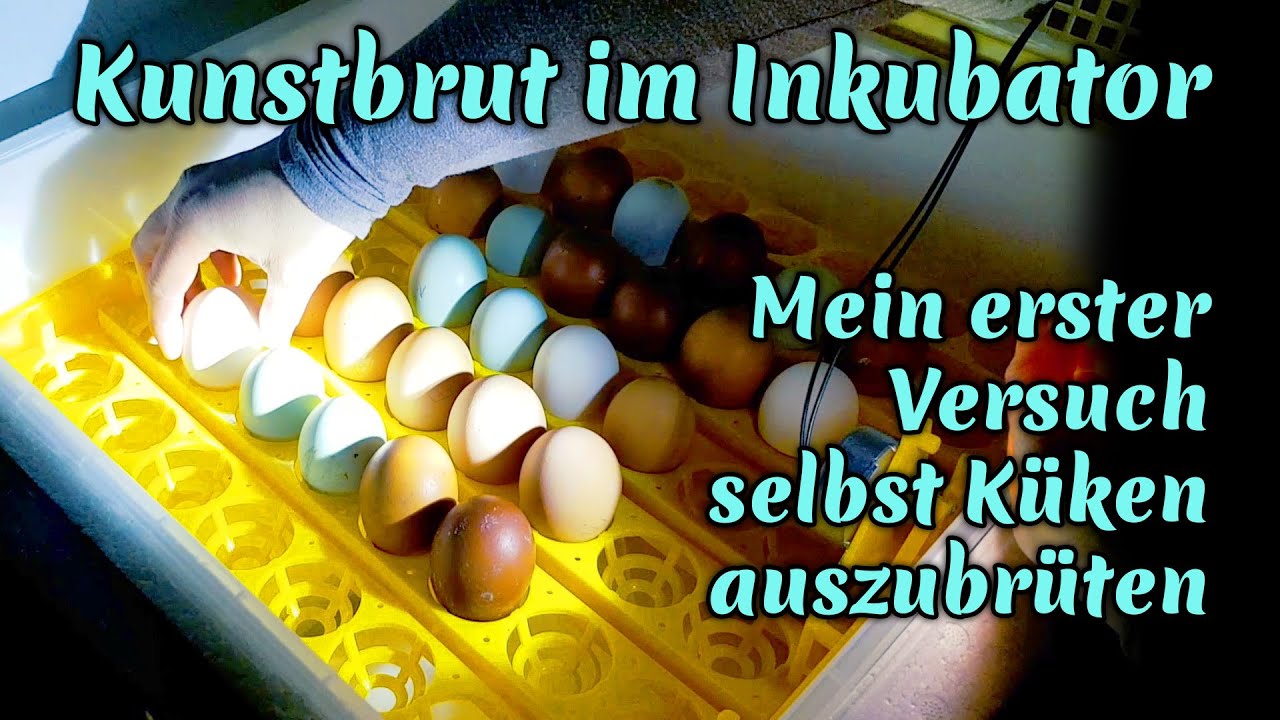 #25 H&uuml;hnerzucht mit der Brutmaschine Teil 1 - Erster Versuch mit Kaufland-Inkubator