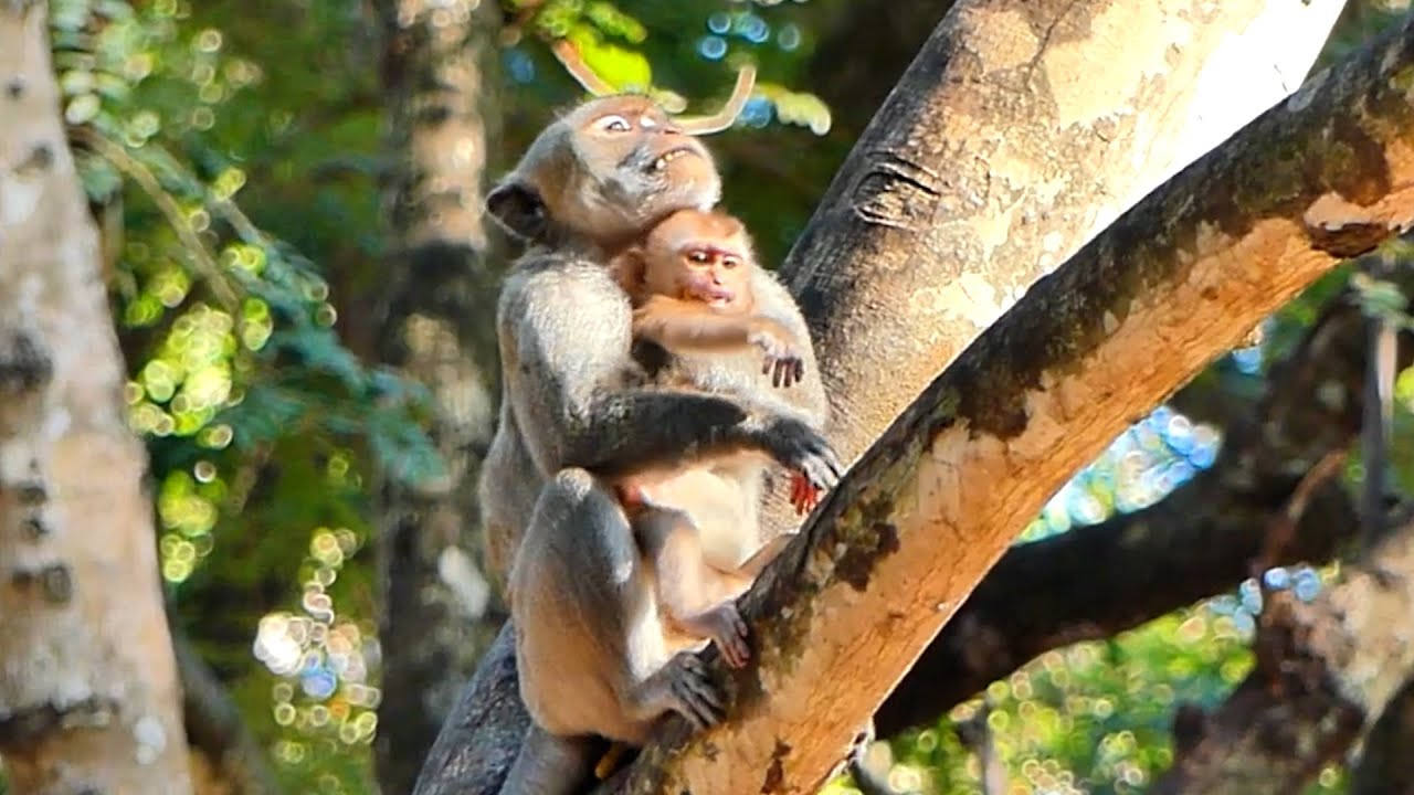 Update situation new abandoned in Sovanna , wild. Why need catch him to top of the tree like this !