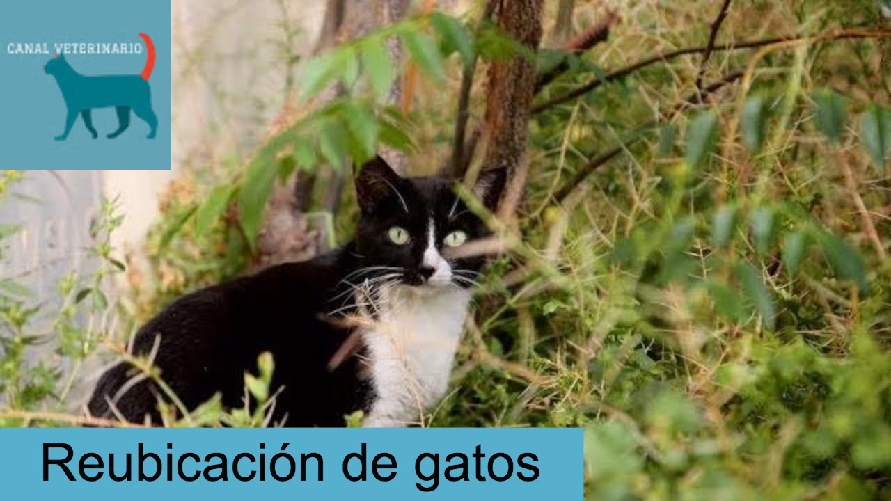 Reubicación de colonia de gatos: no aconsejable