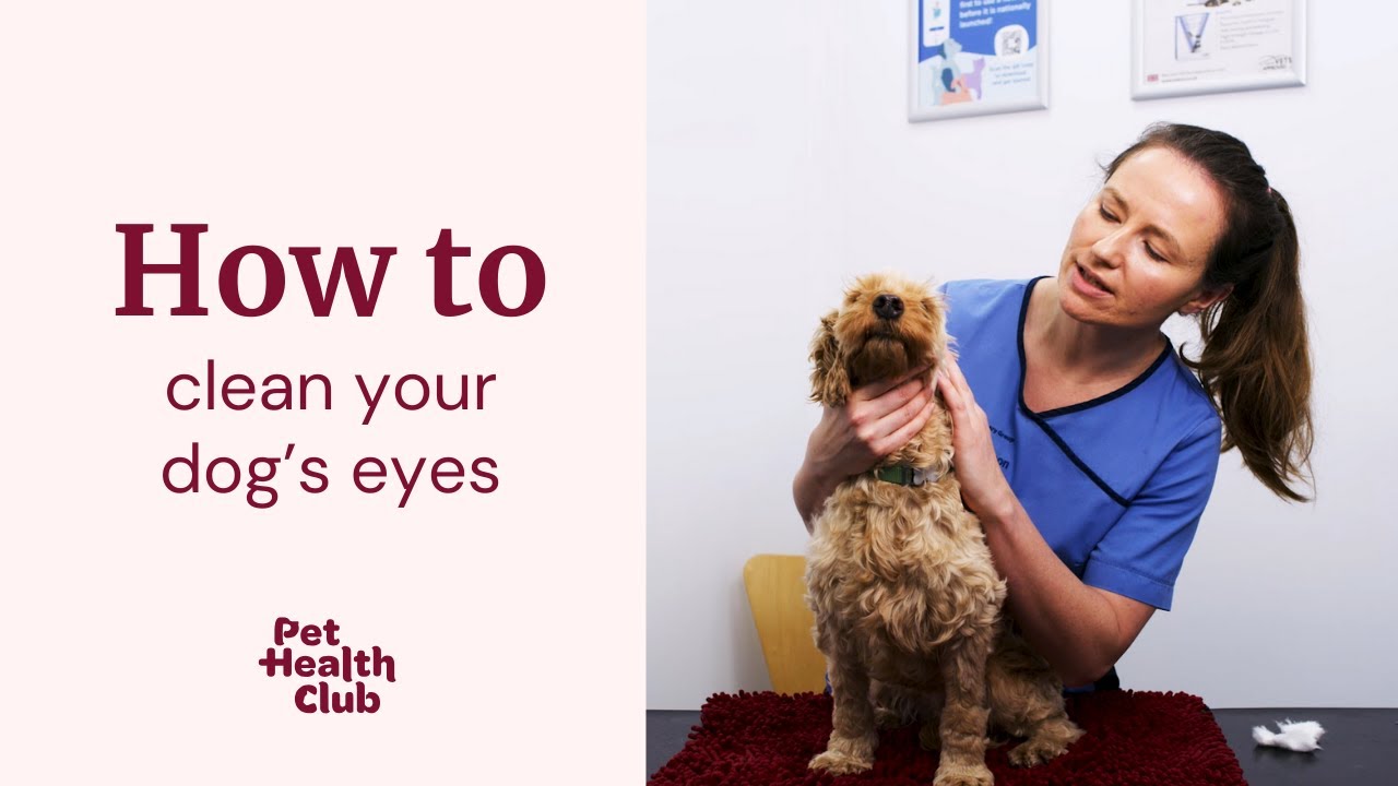 How to clean your dog's eyes | Easy vet guide