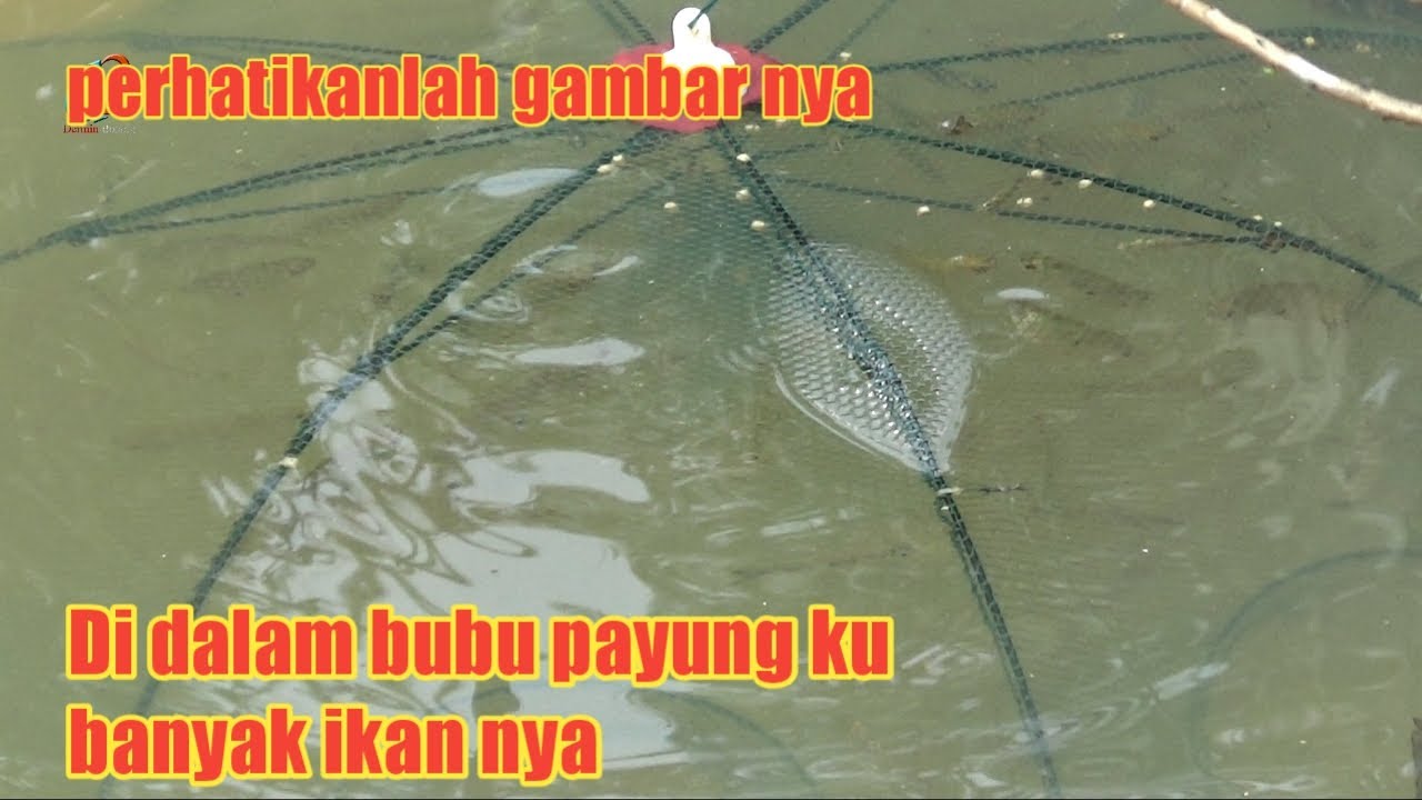 Jika mau beli bubu payung sebaiknya tonton video ini dulu...#DB-379