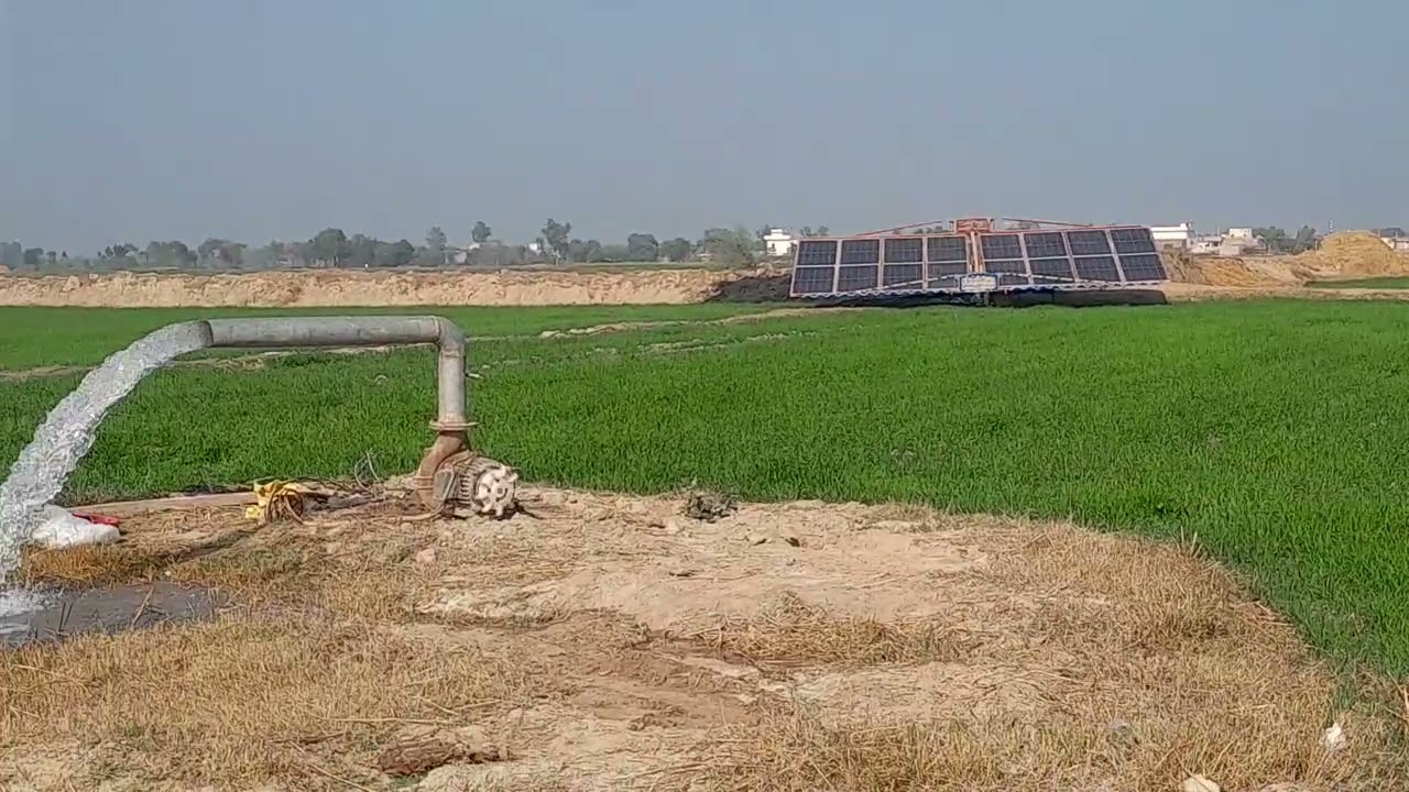Gandam ko pihla pani 23/12/2025#villagelife #farming #desi #desi @kisaantime @SmartKisan 