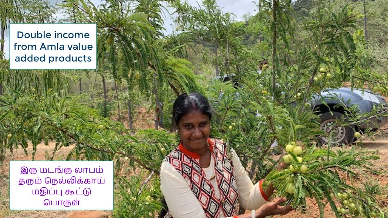 இரு மடங்கு லாபம் தரும் நெல்லிக்காய் மதிப்பு கூட்டு பொருள் (Organic Amla Value added products)