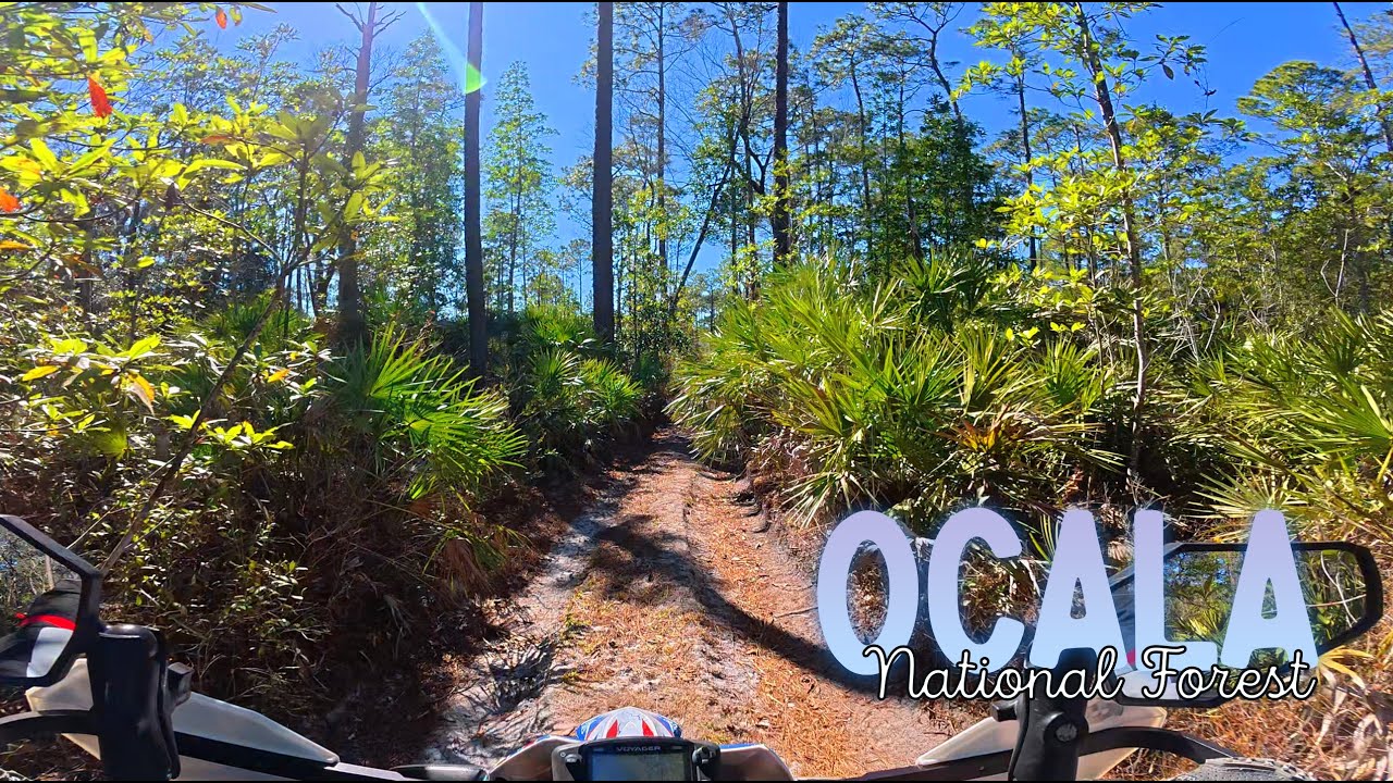 Ocala National Forest highlights on a dirt bike | Beta 350 RRS