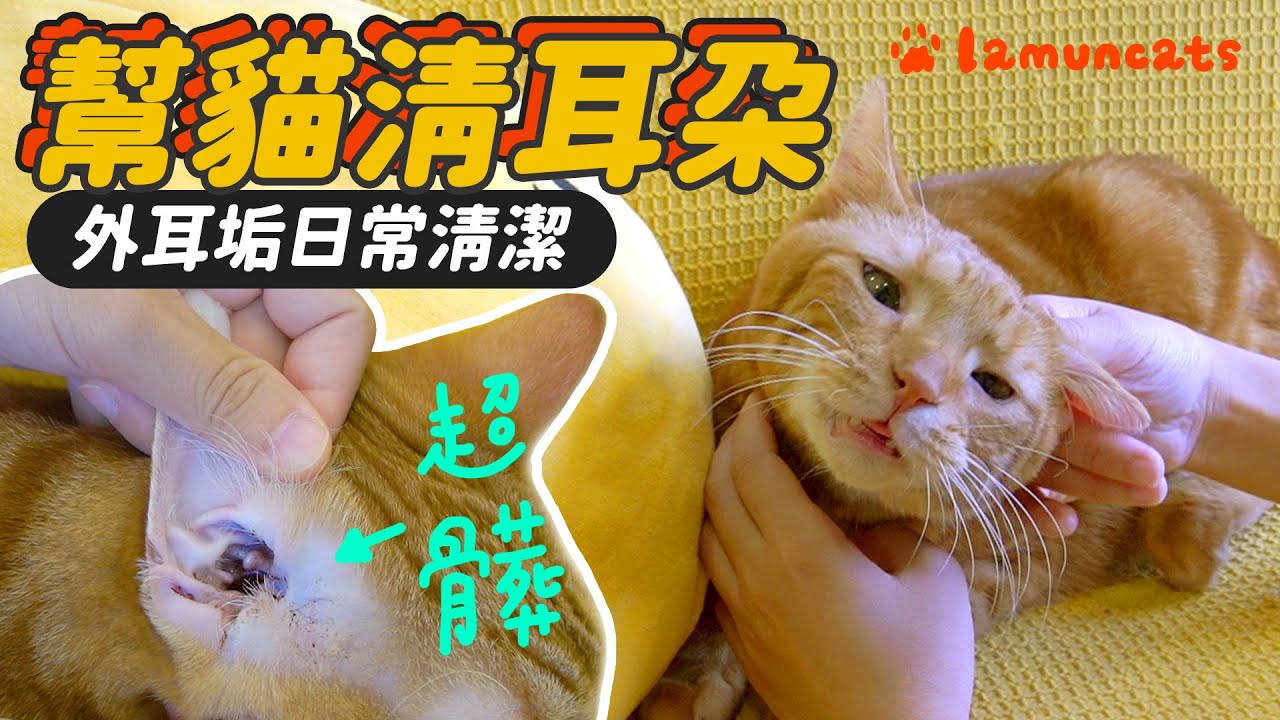 貓咪清耳垢 爽臉超療癒！簡易日常清潔┃拉姆有幾噗 ♤