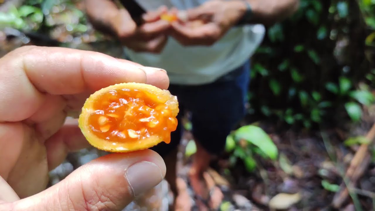 Sitio a venda na zona rural de bonito PE 10 hectares muita água energia internet 🛜